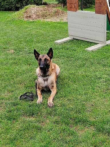 Nixon a rejoint le concours — aidez-le/la à gagner de superbes lots ! canidae, carnivore, collar, companion_dog, dog, dog_breed, dog_supply, fawn, garden, grass, groundcover, lawn, plant, snout, sporting_group, tail, toy_dog, working_animal, working_dog, yard