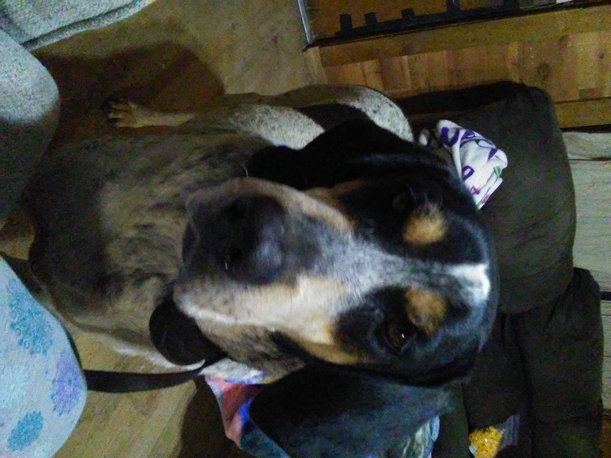 Blue is registered to the contest to win money with this photo: canidae, carnivore, collar, comfort, companion_dog, dog, dog_breed, dog_supply, ear, fur, guard_dog, nap, pet_supply, sleep, snout, sporting_group, whiskers, working_animal, working_dog