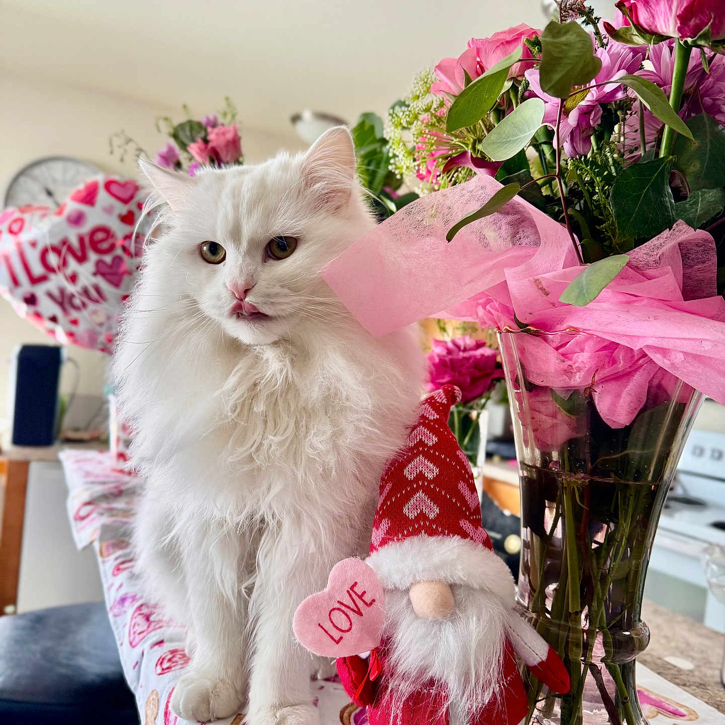 Maverick is registered to the contest to win money with this photo: adorable, bouquet, cat, celebration, cute, decor, flowers, fluffy_cat, gnome_doll, heart_shaped_balloon, holiday, indoor, kitchen, love_heart, pet, pink_flowers, tablecloth, valentine_decor, valentines_day, white_cat