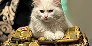 Maverick joined the competition — help win amazing prizes! cat, white_cat, fluffy, fur, animal, pet, indoor, tactical_bag, camouflage, zipper, table, pen, container, domestic_cat, feline, resting, close_up, fur_texture, cute, relaxed