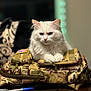 cat, white_cat, fluffy, fur, animal, pet, indoor, tactical_bag, camouflage, zipper, table, pen, container, domestic_cat, feline, resting, close_up, fur_texture, cute, relaxed