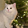 cat, white_cat, fluffy, pet, animal, green_eyes, close_up, indoor, soft_lighting, blurred_background, twinkle_lights, greenery, cute, feline, portrait, domestic_cat, whiskers, pink_nose, sitting, cozy