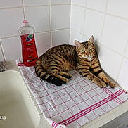 Pupuce participe au concours pour gagner de l'argent avec cette photo : cat, tabby_cat, pet, animal, indoor, kitchen, sink, dish_towel, towel, tiled_wall, detergent_bottle, soap_bottle, countertop, striped_fur, green_eyes, paw, tail, relaxed, cleaning_sponge, bottle_label