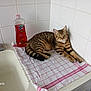 animal, bottle_label, cat, cleaning_sponge, countertop, detergent_bottle, dish_towel, green_eyes, indoor, kitchen, paw, pet, relaxed, sink, soap_bottle, striped_fur, tabby_cat, tail, tiled_wall, towel