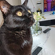 Choupi a rejoint le concours — aidez-le/la à gagner de superbes lots ! cat, black_cat, yellow_eyes, table, remote_control, flower_vase, television, indoor, furniture, curious, closeup, domestic_animal, pet, whiskers, ear, fur, home, decor, electronics, reflection