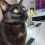 cat, black_cat, yellow_eyes, table, remote_control, flower_vase, television, indoor, furniture, curious, closeup, domestic_animal, pet, whiskers, ear, fur, home, decor, electronics, reflection