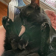 Boise is registered to the contest to win money with this photo: cat, black_cat, fluffy, pet, sleeping, lounging, relaxed, upside_down, paws, whiskers, fur, indoor, window, sunlight, chair, lap, cozy, portrait, close_up, cute
