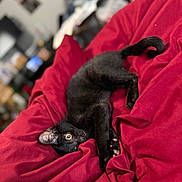 Mylo joined the competition — help win amazing prizes! black_cat, cat, pet, animal, bed, red_bedding, indoor, cozy, feline, playful, curious, fur, whiskers, paw, tail, resting, cute, domestic_animal, soft, relaxed