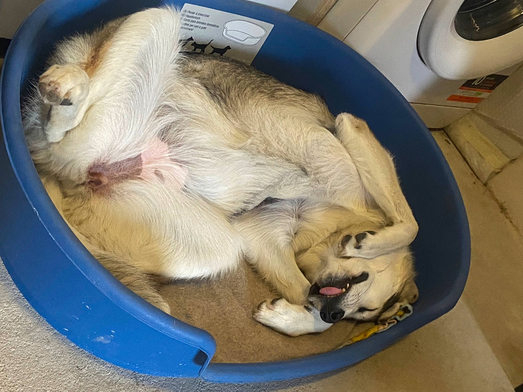 Tess participe au concours pour gagner de l'argent avec cette photo : animal_shelter, canidae, carnivore, comfort, companion_dog, dog, dog_breed, fawn, felidae, fur, nap, paw, pet_supply, puppy, sleep, small_to_medium_sized_cats, snout, sporting_group, tail