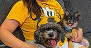 Lincoln is registered to the contest to win money with this photo: woman, smiling, yellow_tshirt, dog, two_dogs, couch, indoor, pet, happy, cute, relaxed, fur, small_dog, medium_dog, sitting, cozy, living_room, friendly, tongue_out, casual