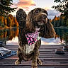 dog, spaniel, pet, floral_bandana, raised_paw, lake, dock, wooden_deck, forest, trees, autumn, sunset, reflection, outdoors, portrait, long_ears, brown_fur, sitting, scenic, cute
