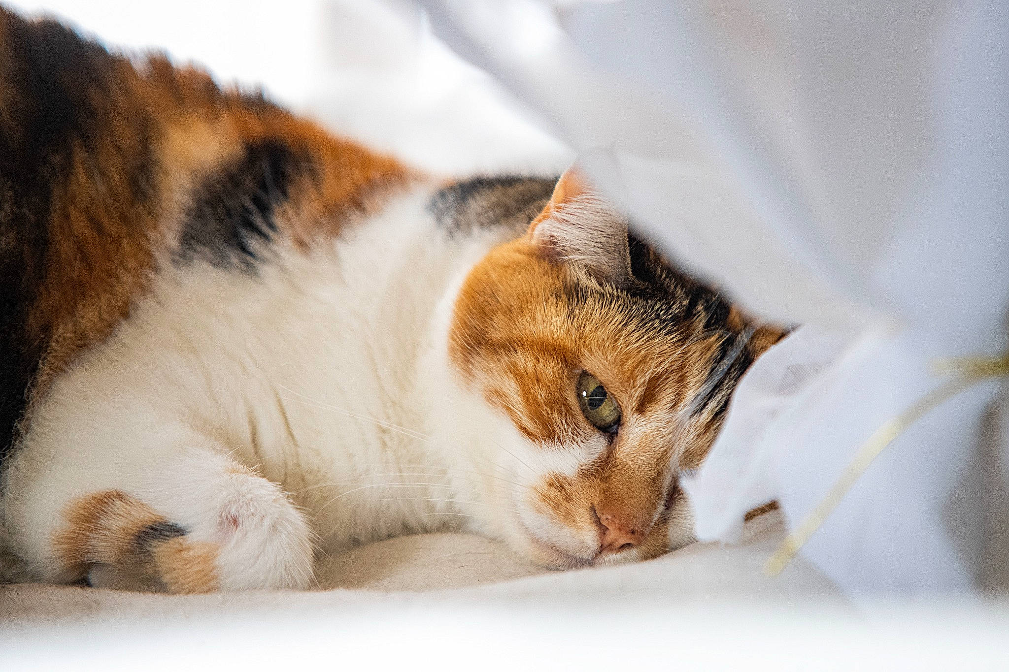 Clochette a rejoint le concours — aidez-le/la à gagner de superbes lots ! carnivore, cat, claw, comfort, domestic_short_haired_cat, fawn, felidae, fur, nap, paw, sleep, small_to_medium_sized_cats, snout, tail, terrestrial_animal, whiskers, wildlife