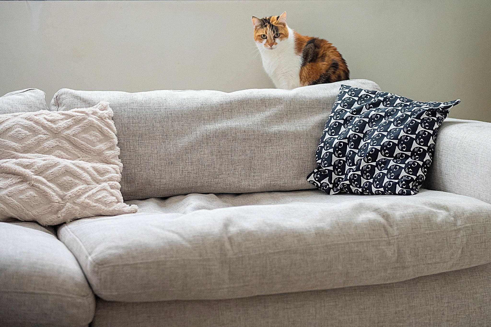 Clochette participe au concours pour gagner de l'argent avec cette photo : carnivore, cat, comfort, couch, domestic_short_haired_cat, felidae, fur, furniture, grey, hardwood, living_room, rectangle, room, small_to_medium_sized_cats, sofa_bed, studio_couch, tail, throw_pillow, whiskers, wood