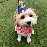 Ivy is registered to the contest to win money with this photo: dog, party_hat, birthday, pink_bandana, grass, tongue_out, cute, pet, celebration, animal, fluffy, happy, outdoor, canine, small_dog, colorful, costume, festive, summer, playful
