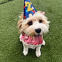 dog, party_hat, birthday, pink_bandana, grass, tongue_out, cute, pet, celebration, animal, fluffy, happy, outdoor, canine, small_dog, colorful, costume, festive, summer, playful
