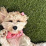 Ivy is registered to the contest to win money with this photo: dog, pet, lying_down, fluffy, cream_colored, pink_bandana, pink_bow, ear, paw, green_carpet, cute, relaxed, indoor, fur, animal, canine, adorable, closeup, playful, friendly
