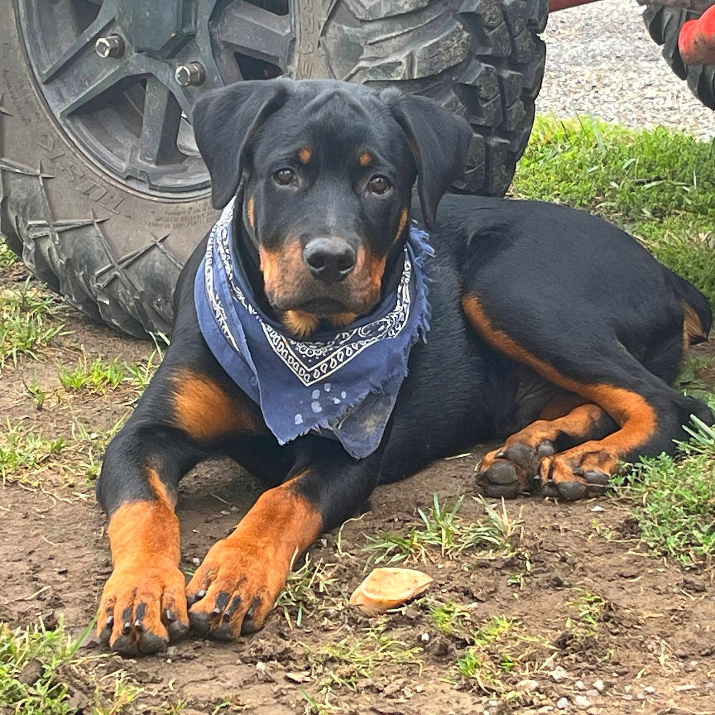 Ridge joined the competition — help win amazing prizes! rottweiler, puppy, dog, bandana, blue_bandana, outdoor, grass, dirt, vehicle_tire, black_and_tan, pet, animal, lying_down, young_dog, cute, canine, ears, paws, watchful, nature
