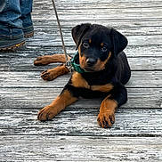 Ridge joined the competition — help win amazing prizes! rottweiler, puppy, dog, leash, collar, wooden_deck, boots, jeans, outdoor, pet, animal, canine, resting, looking_up, young, companion, summer, daylight, cute, domestic_animal