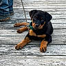 rottweiler, puppy, dog, leash, collar, wooden_deck, boots, jeans, outdoor, pet, animal, canine, resting, looking_up, young, companion, summer, daylight, cute, domestic_animal