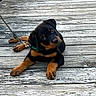 Ridge is registered to the contest to win money with this photo: puppy, rottweiler, dog, leash, wooden_boardwalk, outdoor, pet, animal, cute, black_and_tan, canine, young, lying_down, curious, playful, domestic_animal, fur, ears, paws, collar