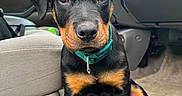 Ridge is registered to the contest to win money with this photo: rottweiler, puppy, dog, pet, animal, car_interior, seat, floor, collar, black, brown, cute, sitting, young, looking, ears, nose, eyes, fur, indoor
