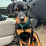 rottweiler, puppy, dog, pet, animal, car_interior, seat, floor, collar, black, brown, cute, sitting, young, looking, ears, nose, eyes, fur, indoor