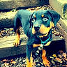 Ridge is registered to the contest to win money with this photo: puppy, rottweiler, dog, stairs, wooden_steps, leaves, outdoor, curious, black_and_tan, pet, young_dog, nature, walking_leash, collar, animal, young_puppy, looking_up, playful, daylight, canine