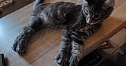 Gandalf participe au concours pour gagner de l'argent avec cette photo : cat, kitten, gray_fur, table, wooden_surface, indoor, pet, animal, feline, relaxed, stretching, curious, fur, whiskers, ears, paws, home, brush, object, floor