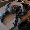 cat, kitten, gray_fur, table, wooden_surface, indoor, pet, animal, feline, relaxed, stretching, curious, fur, whiskers, ears, paws, home, brush, object, floor