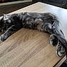 Gandalf participe au concours pour gagner de l'argent avec cette photo : cat, kitten, sleeping, resting, wooden_table, indoor, fur, tabby, paw, tail, cozy, pet, animal, relaxation, quiet, home, floor, toy_car, natural_light, feline