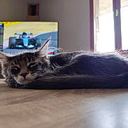 Gandalf participe au concours pour gagner de l'argent avec cette photo : cat, kitten, sleeping, table, wood, indoor, window, daylight, television, race_car, blurred_background, gray_fur, tabby, pet, animal, fur, closeup, cozy, resting, home