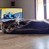 cat, kitten, sleeping, table, wood, indoor, window, daylight, television, race_car, blurred_background, gray_fur, tabby, pet, animal, fur, closeup, cozy, resting, home