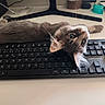 Gandalf a rejoint le concours — aidez-le/la à gagner de superbes lots ! cat, kitten, keyboard, computer, desk, pet, gray_fur, curious, indoor, technology, workspace, office, animal, cute, feline, resting, looking_up, whiskers, home, playful