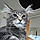 Gandalf