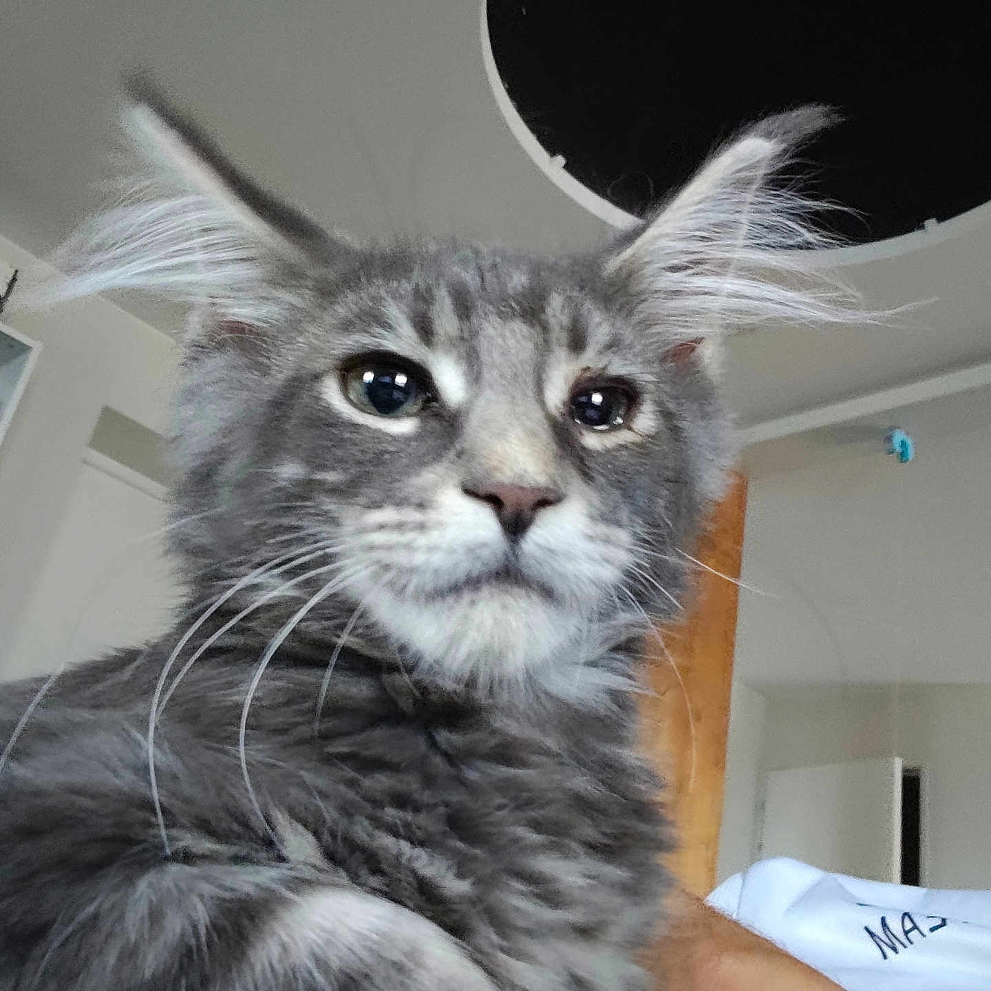 Gandalf participe au concours pour gagner de l'argent avec cette photo : cat, gray_cat, long_ears, fluffy, whiskers, indoor, pet, close_up, feline, household, person_partial, shelf, room, fur, animal, domestic, cute, portrait, curious, ears