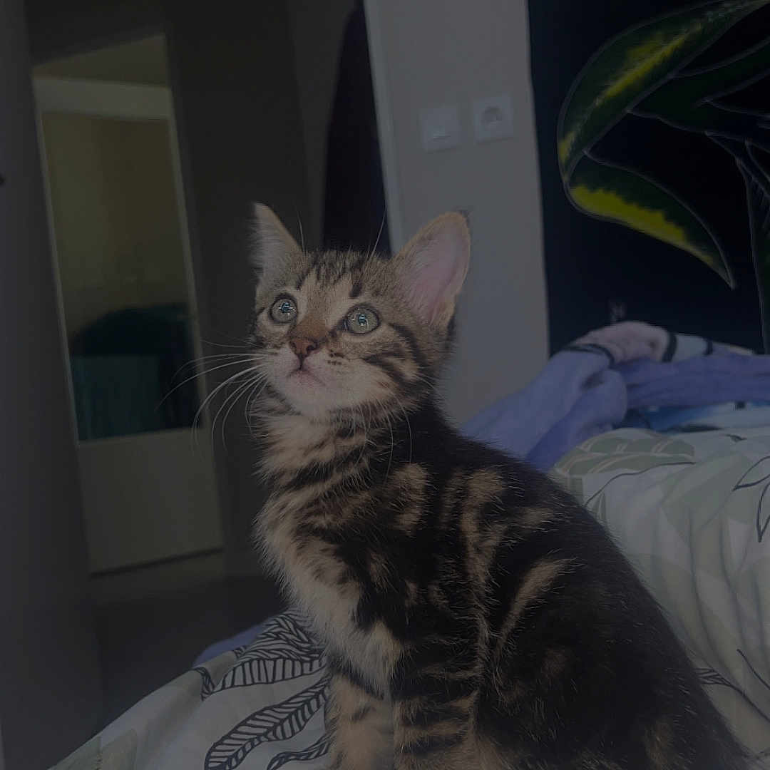 Azur participe au concours pour gagner de l'argent avec cette photo : animal, bed, blanket, cat, cozy, curious, ears, eyes, feline, floral, indoor, kitten, leaf, patterned, pet, room, soft_light, tabby, whiskers, young