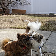 Coco And Oreo joined the competition — help win amazing prizes! dog, dogs, outdoor, pet, animal, fur, tail, collar, tag, concrete, tree, fence, yard, grass, playful, cute, companions, friendly, small_dog, affection