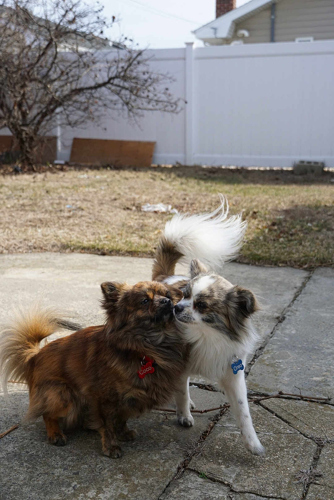 Coco And Oreo