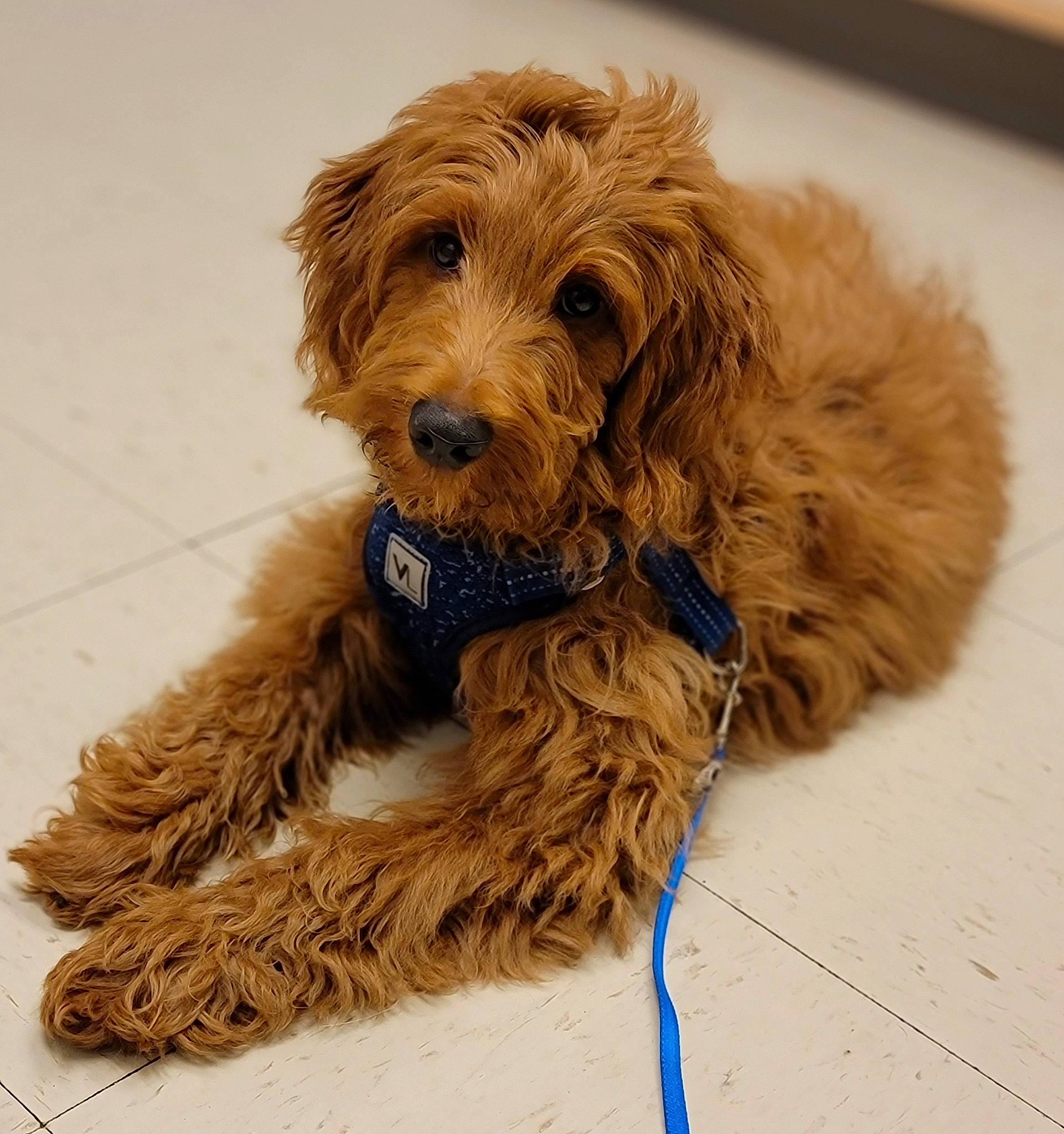 Murphy joined the competition — help win amazing prizes! canidae, carnivore, companion_dog, dog, dog_breed, dog_collar, dog_supply, flooring, fur, liver, maltepoo, personal_protective_equipment, pet_supply, small_terrier, snout, sporting_group, terrier, toy_dog, water_dog, working_animal