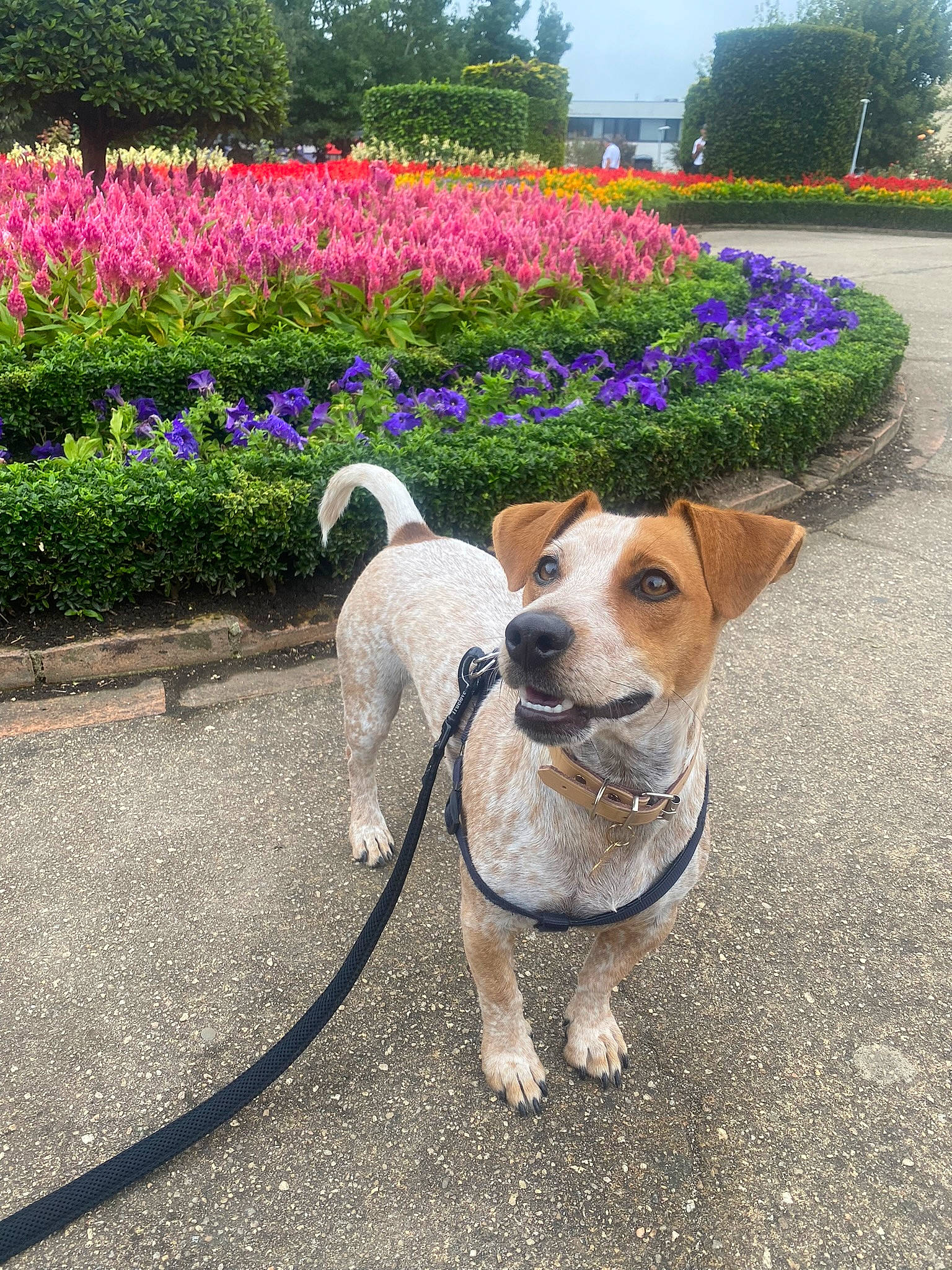 Ryo participe au concours pour gagner de l'argent avec cette photo : bicycle_handlebar, carnivore, collar, companion_dog, dog, dog_breed, dog_collar, fawn, flower, grass, leash, pet_supply, petal, plant, road, road_surface, sidewalk, sky, tail, tree