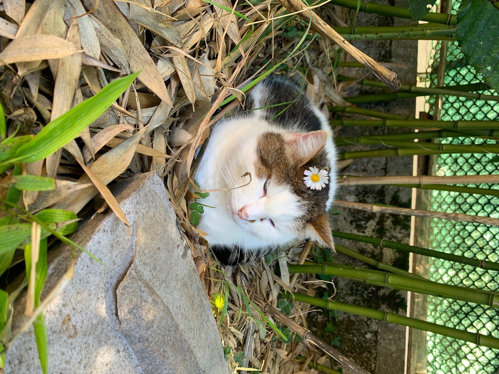 Chiquinha participe au concours pour gagner de l'argent avec cette photo : carnivore, cat, domestic_short_haired_cat, felidae, fur, grass, herb, herbaceous_plant, mesh, natural_material, plant, plant_stem, small_to_medium_sized_cats, tail, terrestrial_animal, tree, twig, whiskers, wood