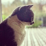 Cacahuète participe au concours pour gagner de l'argent avec cette photo : animal, black_and_white, blurred_background, cat, closeup, contemplative, daylight, domestic_cat, feline, fur, indoor, nature, pet, profile, quiet, side_view, soft_light, still_life, whiskers, window