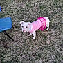 Snow is registered to the contest to win money with this photo: animal, blue_chair, costume, curious, cute, daylight, dog, ears_up, grass, lawn, looking_up, nature, outdoor, pet, pink_clothing, playful, small_dog, standing, tutu, white_dog
