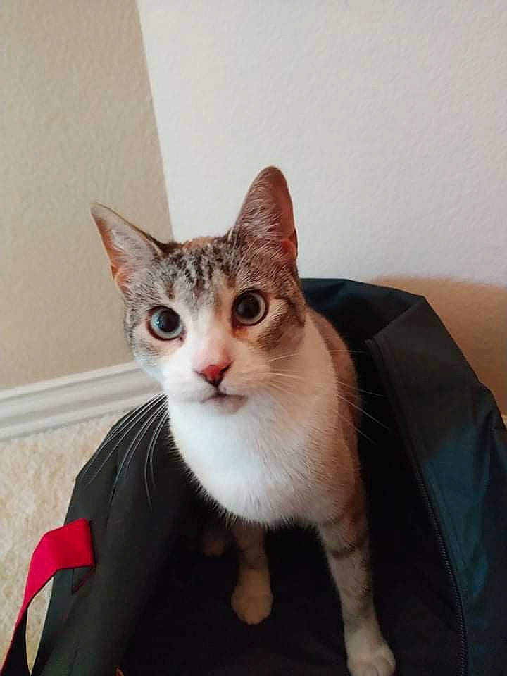 Amanda joined the competition — help win amazing prizes! carnivore, cat, comfort, couch, domestic_short_haired_cat, fawn, felidae, fur, paw, small_to_medium_sized_cats, tail, whiskers, window