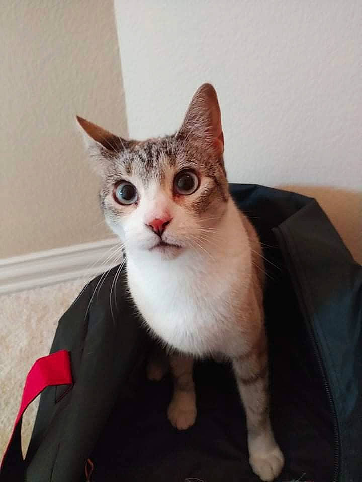 Amanda joined the competition — help win amazing prizes! carnivore, cat, claw, comfort, couch, domestic_short_haired_cat, ear, eye, fawn, felidae, fur, paw, sitting, small_to_medium_sized_cats, snout, tail, whiskers, window, wood