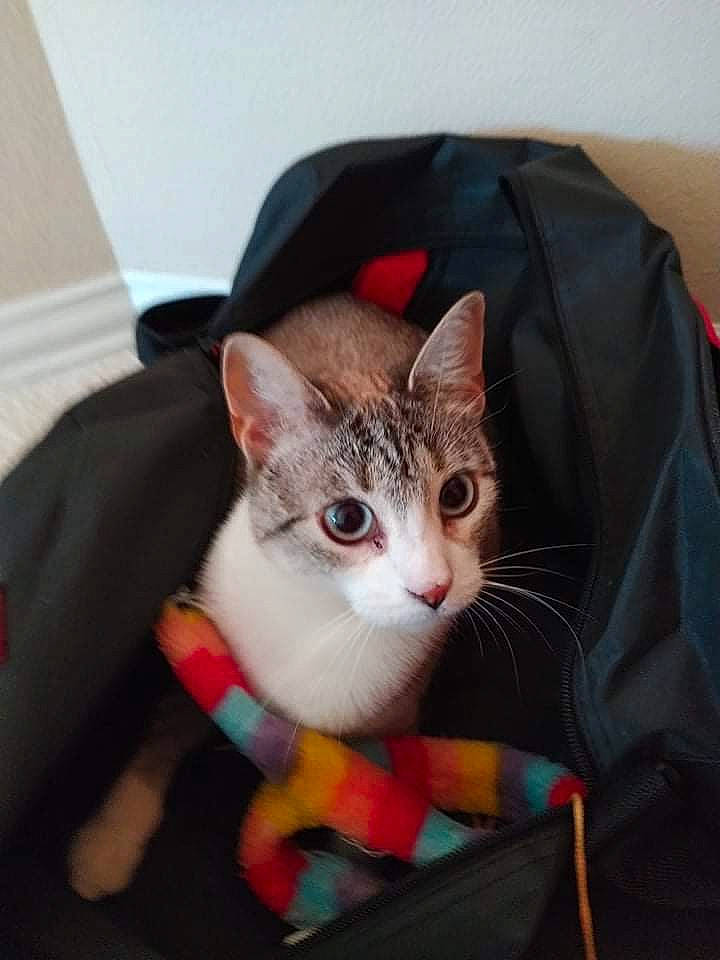 Amanda is registered to the contest to win money with this photo: carnivore, cat, comfort, couch, domestic_short_haired_cat, eye, fawn, felidae, fur, head, iris, lap, leg, mammal, sitting, sleeve, small_to_medium_sized_cats, snout, tail, whiskers