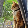 blurred_background, calm, cat, collar, curtain, daylight, domestic_animal, feline, fur, greenery, indoor, looking_out, orange_cat, pet, screen, side_view, sitting, whiskers, white_paws, window