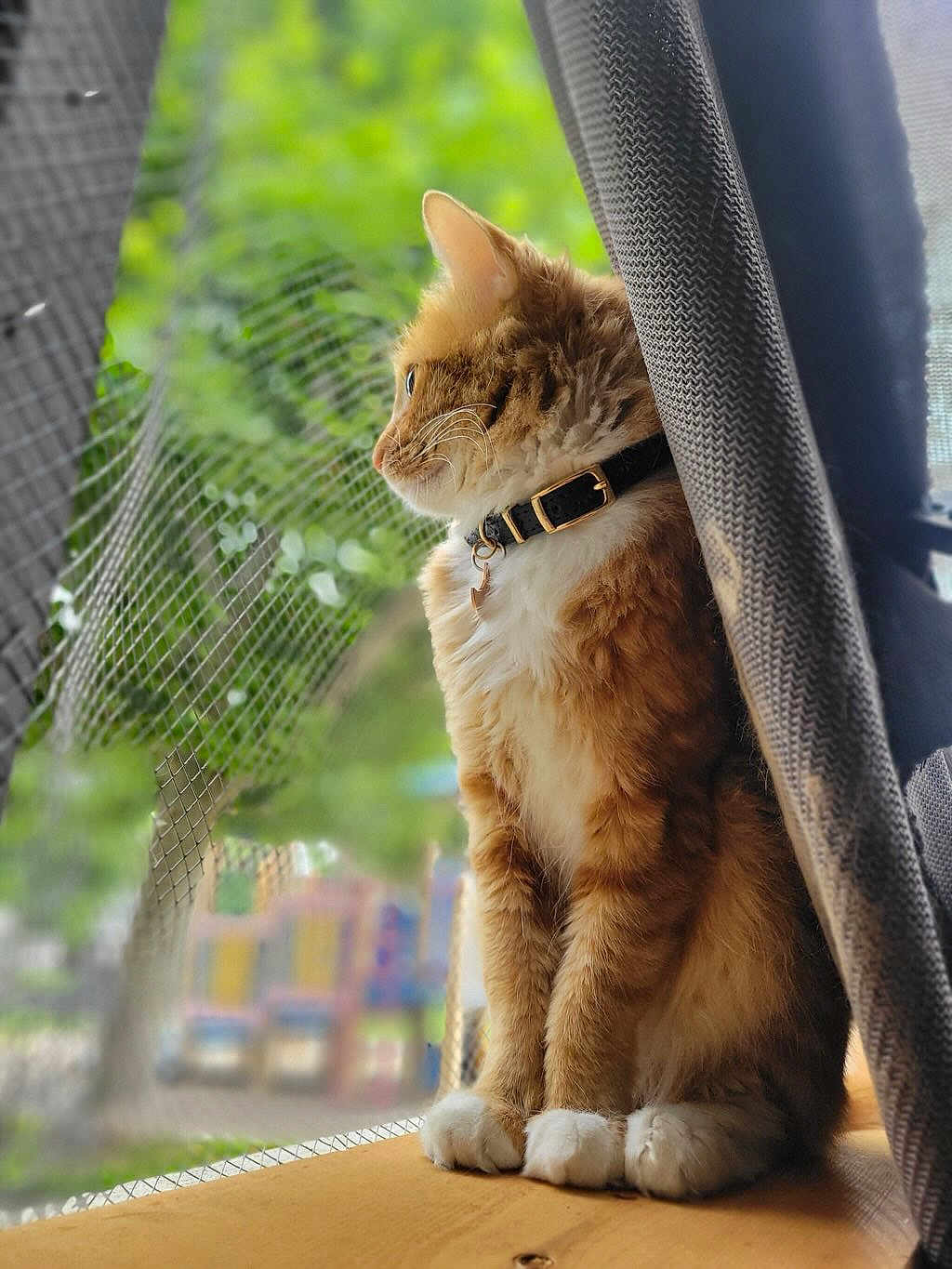 Rue Sardines Luna joined the competition — help win amazing prizes! blurred_background, calm, cat, collar, curtain, daylight, domestic_animal, feline, fur, greenery, indoor, looking_out, orange_cat, pet, screen, side_view, sitting, whiskers, white_paws, window