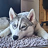 dog, husky, puppy, canine, blue_eyes, fluffy, white_fur, gray_fur, lying_down, sleeping, relaxed, portrait, close_up, blanket, shaggy_blanket, indoors, bedroom, wooden_furniture, pet, adorable