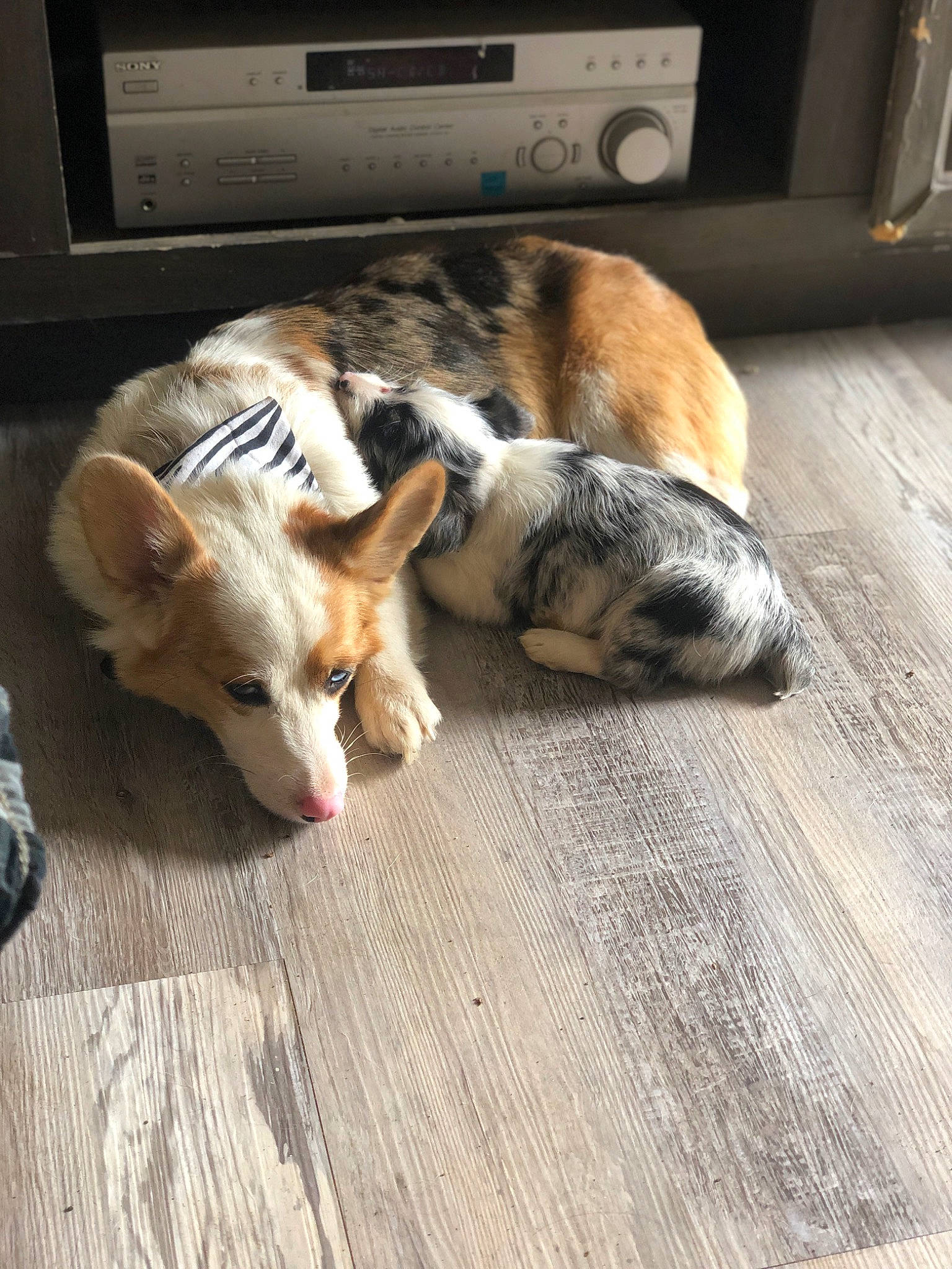 Nevaeh joined the competition — help win amazing prizes! carnivore, cat, comfort, companion_dog, dog_breed, domestic_short_haired_cat, felidae, floor, flooring, fur, hardwood, nap, paw, room, small_to_medium_sized_cats, snout, tail, whiskers, wood, wood_flooring